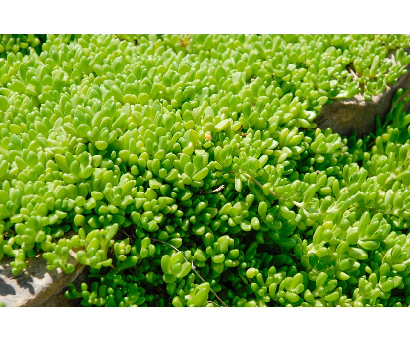 Yellow Iceplant